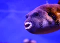 Top 5 Most Poisonous Sea Creatures in The World