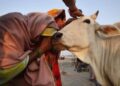 5 sacred animals that are worshipped around the world