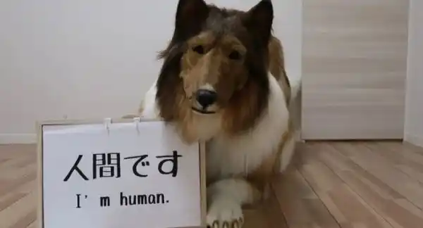 Meet the Japanese man who spent R260,000 to transform into a dog