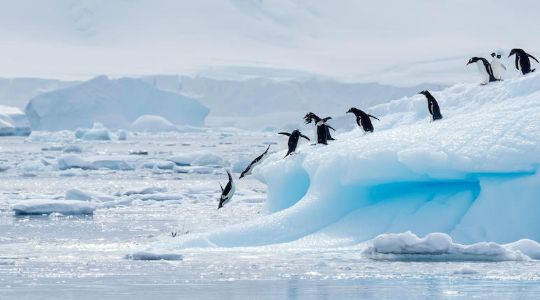 Apart From Being World's Coldest Region, Here Are 10 Shocking Facts About The ANTARCTICA That You Never Knew! Apart From Being World's Coldest Region, Here Are 10 Shocking Facts About The ANTARCTICA That You Never Knew!