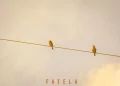 fatela aymos mp3 download